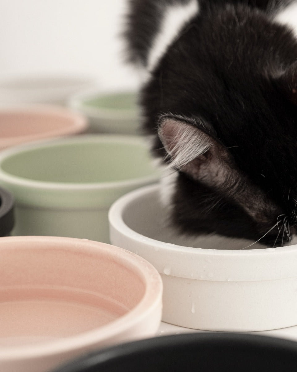 Gatto che beve in ciotola colorata design Donarturo
