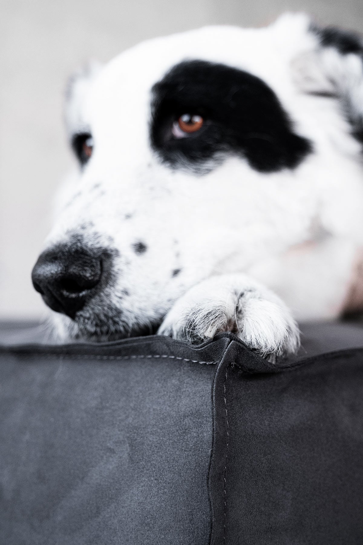 Cuscino imbottito per cani in microfibra sfoderabile design Donarturo