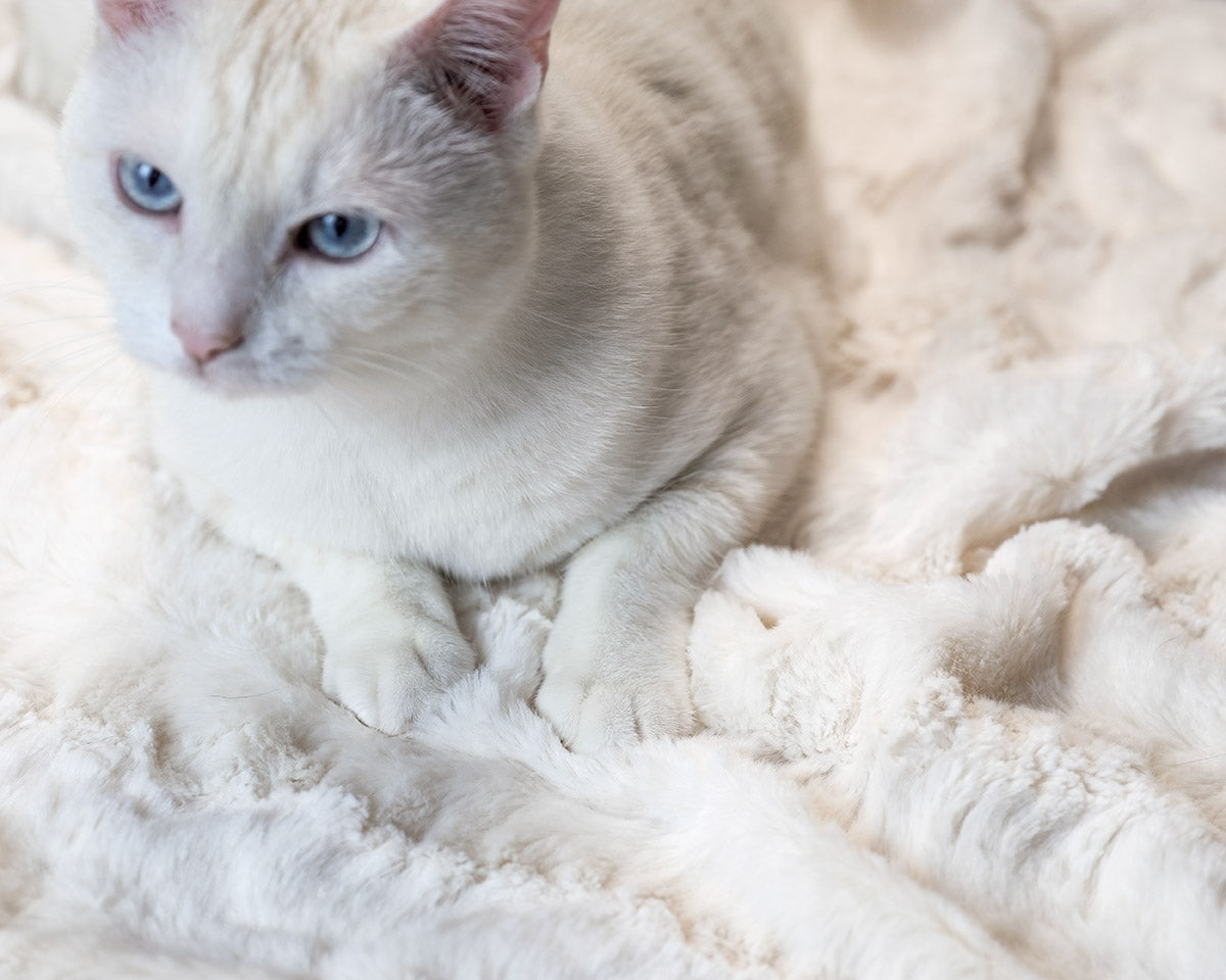 Gatto bianco con copertina per gatti