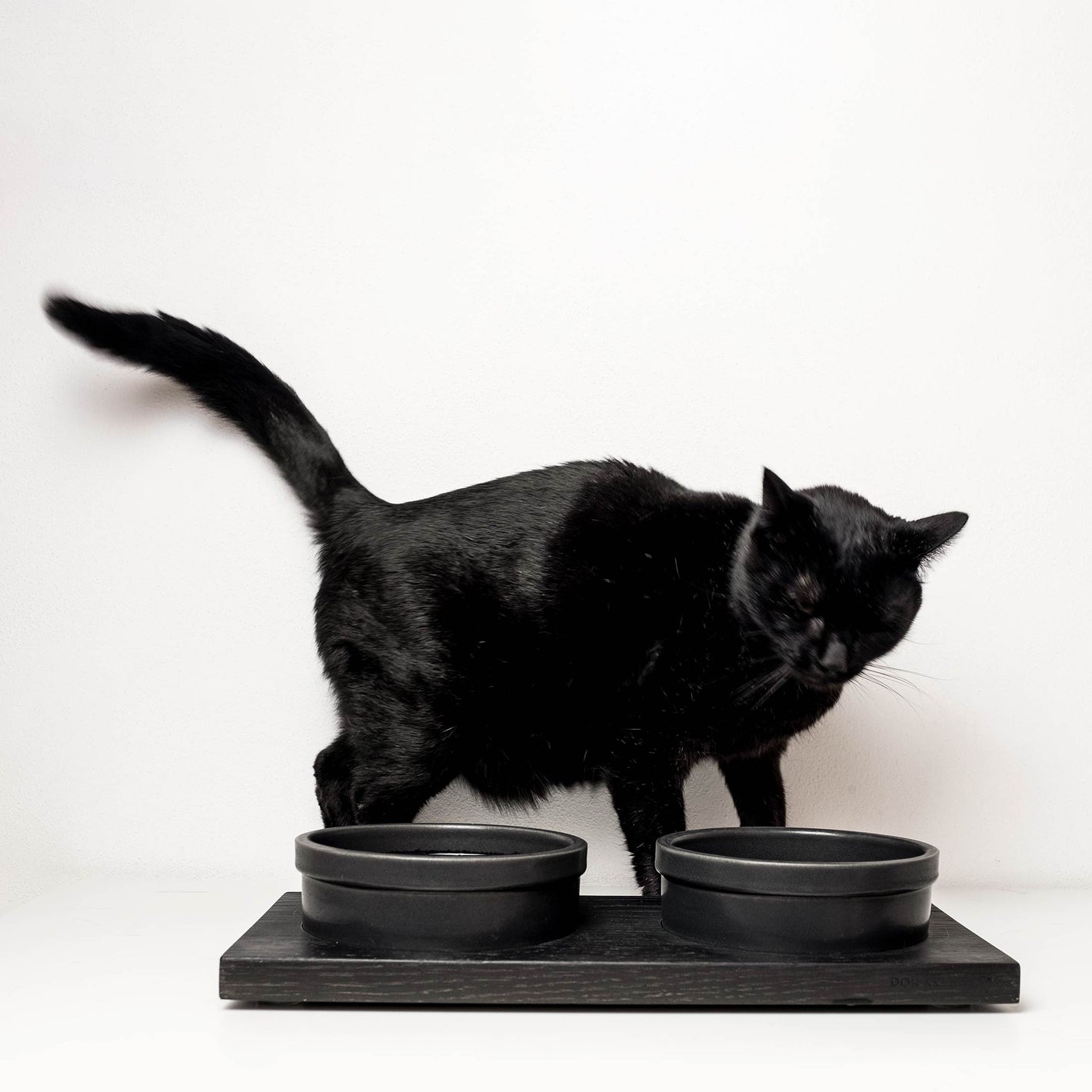 Gatto nero con ciotole per gatti