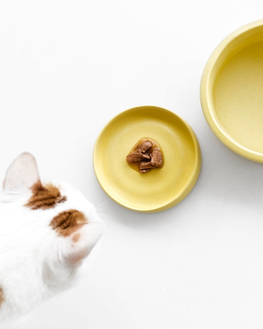 Ciotole basse in ceramica per gatti DONARTURO