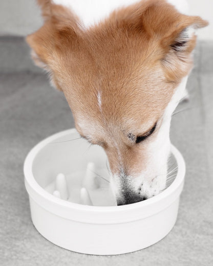Anemone ciotola antingozzamento per cani in ceramica Donarturo