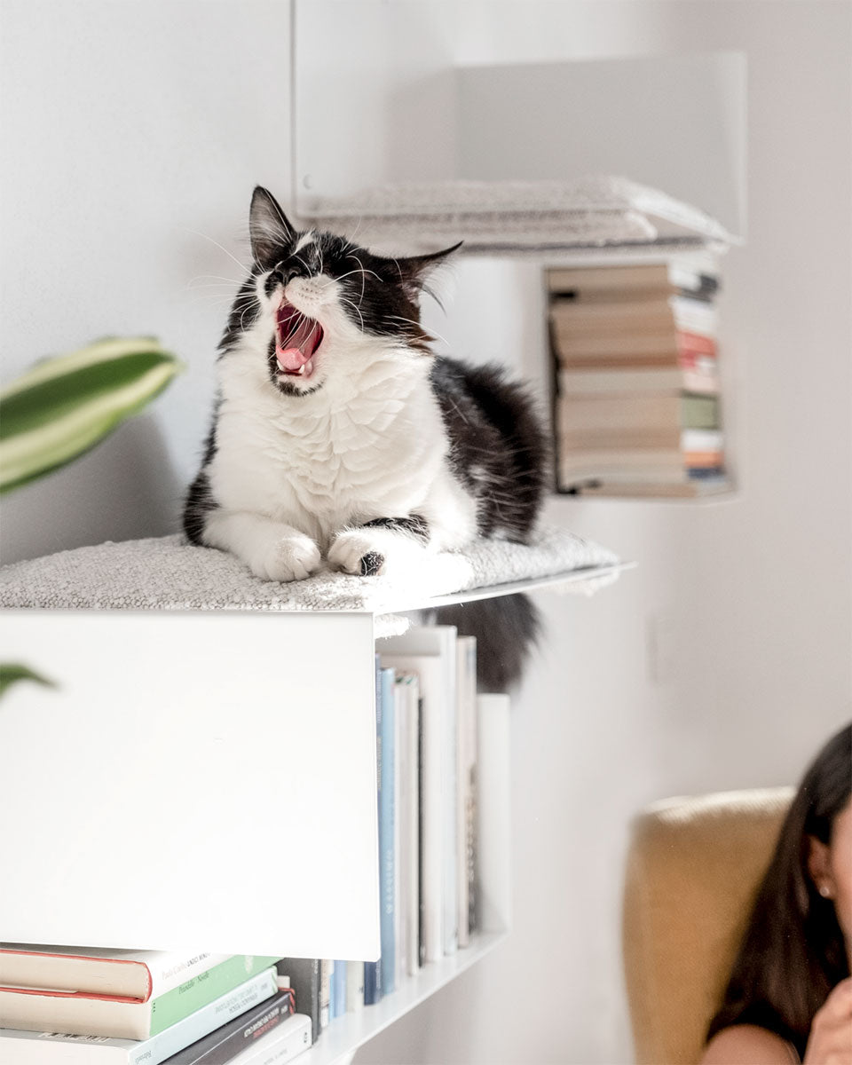 parete attrezzata per gatti con mensole design Donarturo