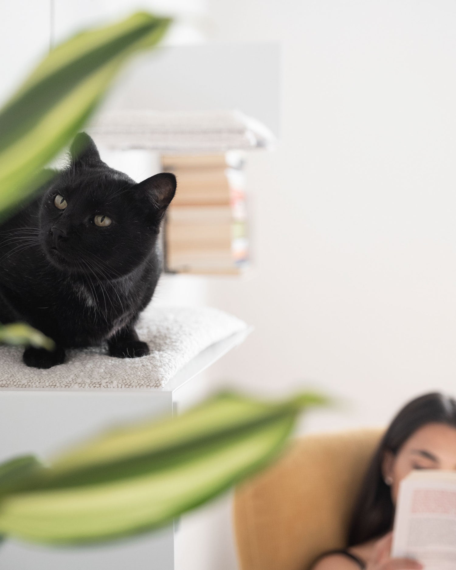 parete attrezzata con mensole per gatti design Donarturo