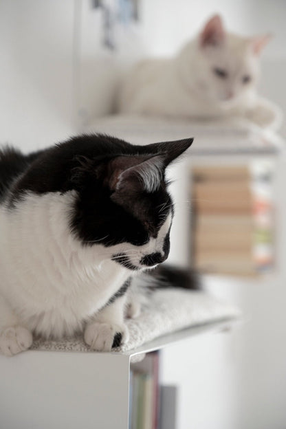 Cuccia sospesa per gatti con libreria Donarturo cat furniture