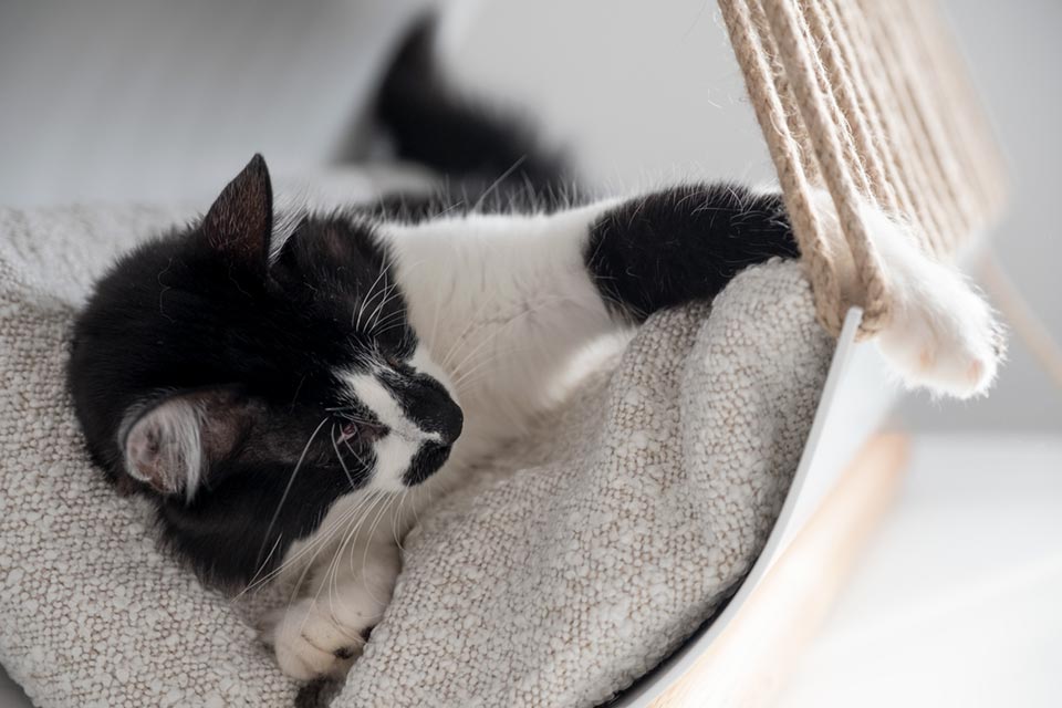 Cat bed design Donarturo cuccia tunnel per gatti