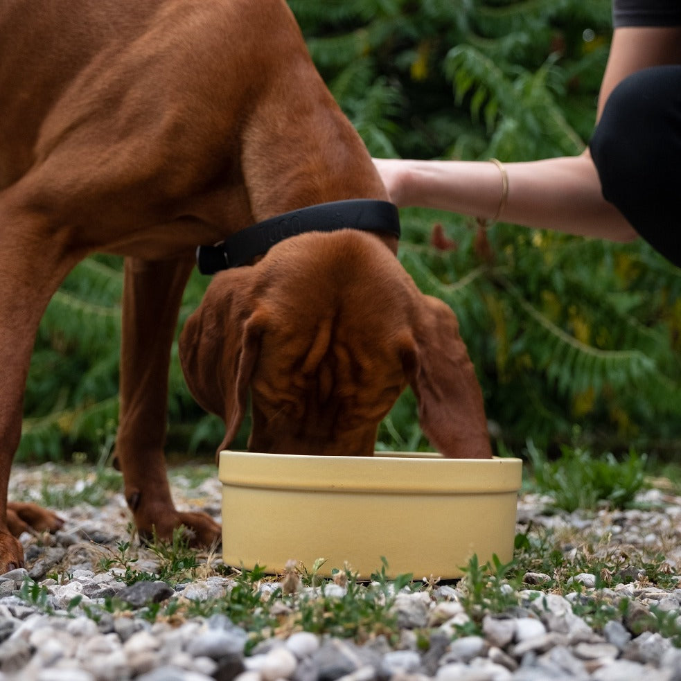 Ciotola bowl per cani colorata