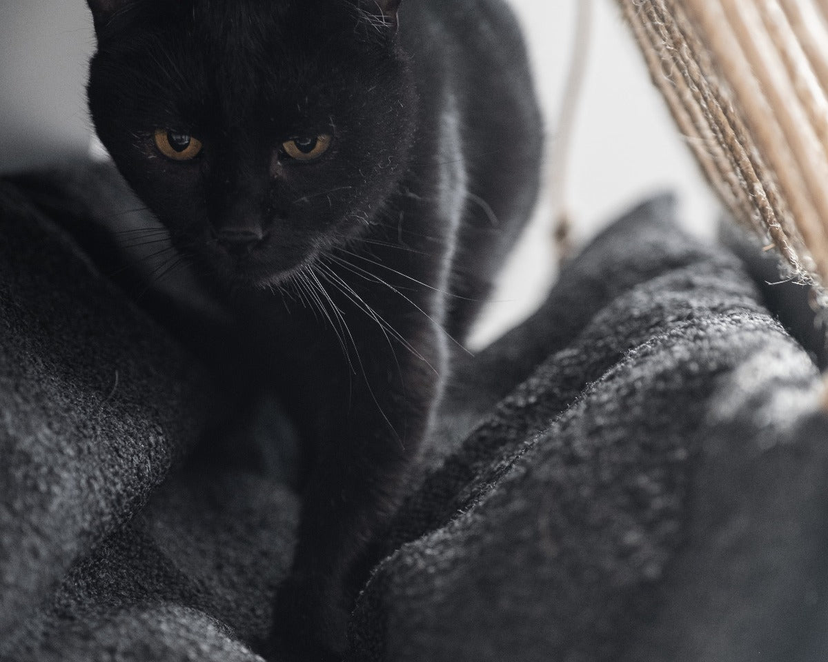cuscino per gatti cat bed black