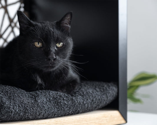 gatto nero dentro cuccia Cuba Cat design kennel katzenbett