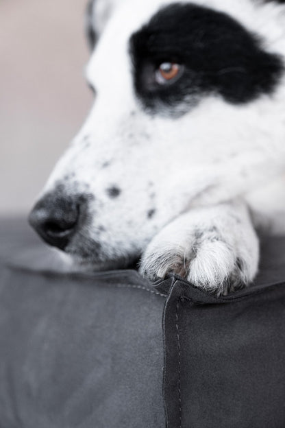 dog bed cushion donarturo pet design details