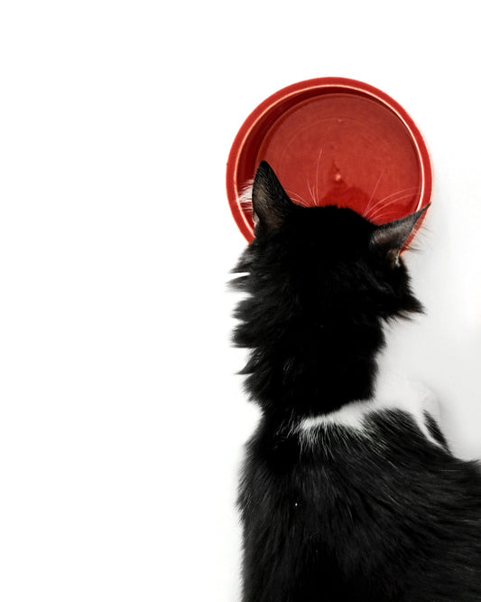bowl red ciotola per cani e gatti natale donarturo design